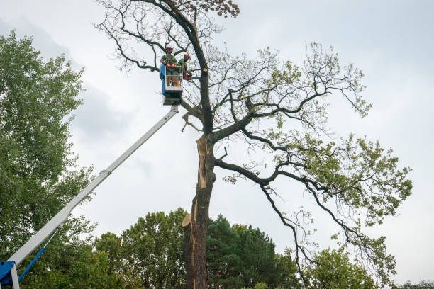 How Our Tree Care Process Works  in  Whittingham, NJ